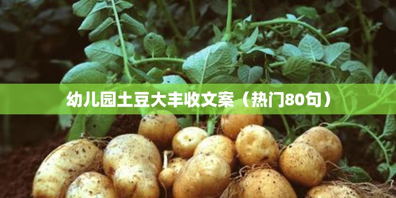 幼儿园土豆大丰收文案（热门80句）