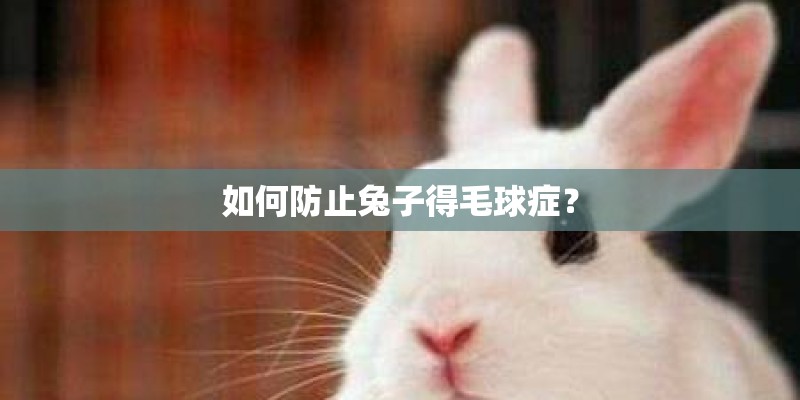 如何防止兔子得毛球症？