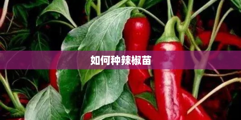 如何种辣椒苗