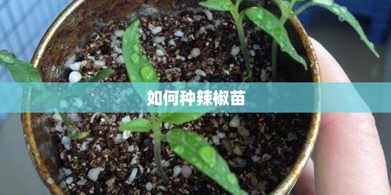 如何种辣椒苗