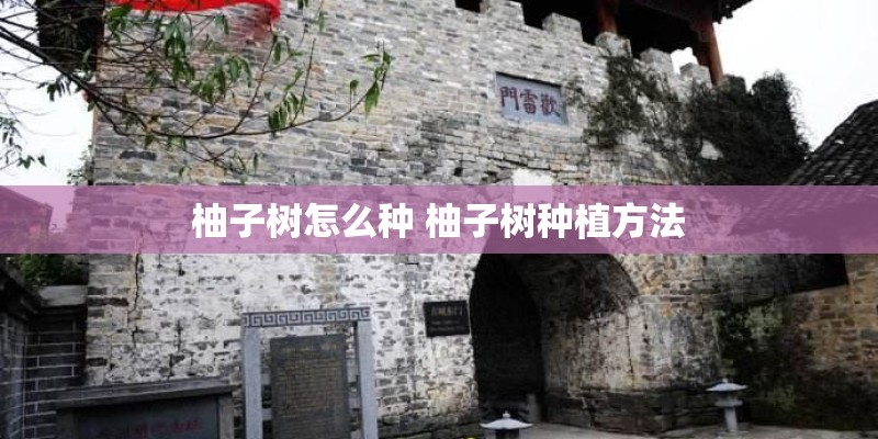 柚子树怎么种 柚子树种植方法