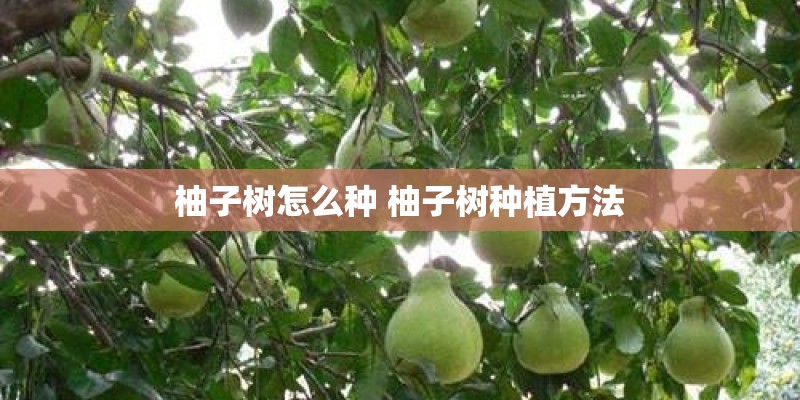 柚子树怎么种 柚子树种植方法