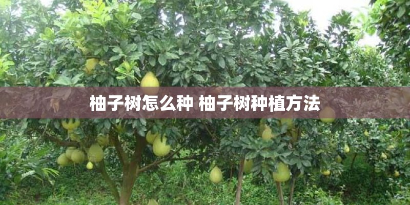 柚子树怎么种 柚子树种植方法