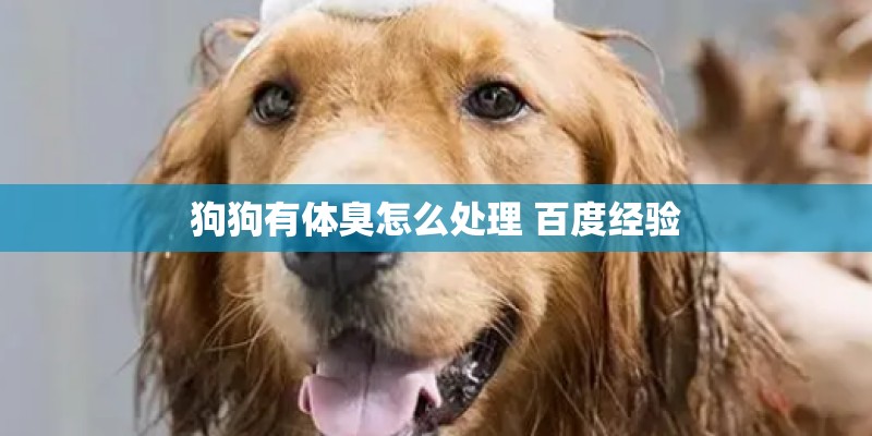 狗狗有体臭怎么处理 百度经验