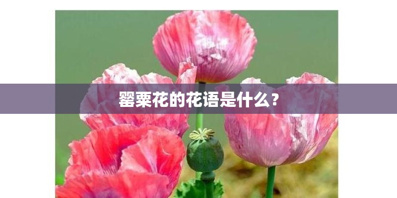 罂粟花的花语是什么？