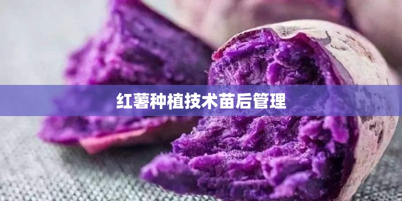红薯种植技术苗后管理
