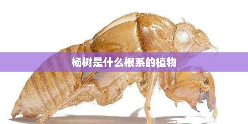 杨树是什么根系的植物