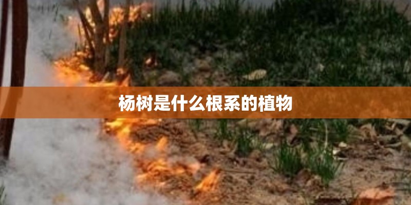 杨树是什么根系的植物