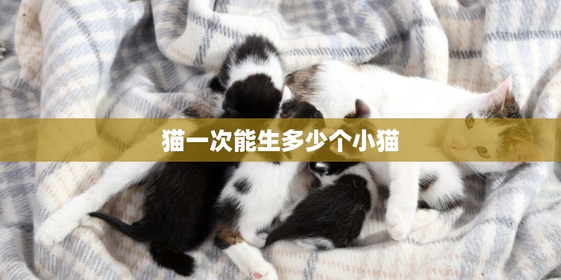 猫一次能生多少个小猫