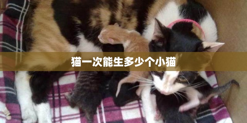 猫一次能生多少个小猫