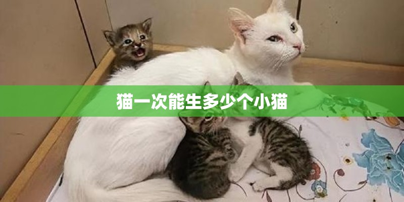 猫一次能生多少个小猫