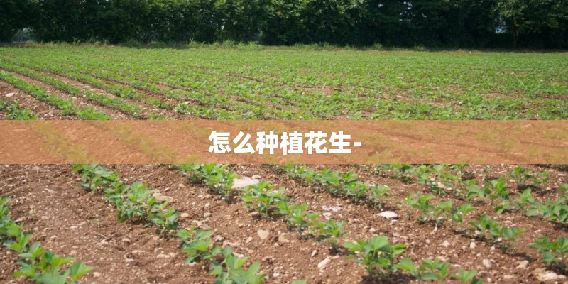 怎么种植花生-