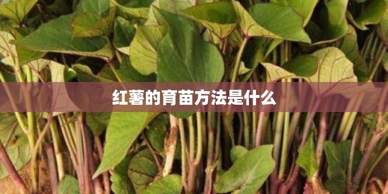 红薯的育苗方法是什么