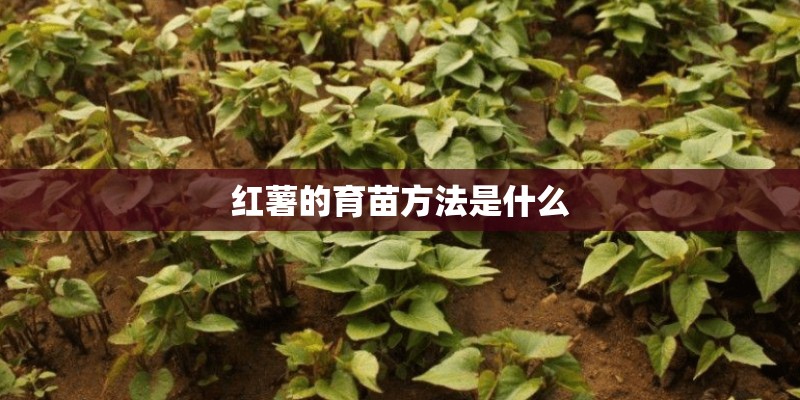 红薯的育苗方法是什么