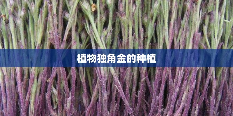 植物独角金的种植