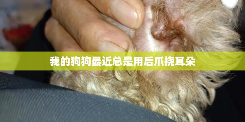 我的狗狗最近总是用后爪挠耳朵 我的狗狗最近总是用后爪挠耳朵