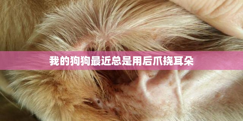 我的狗狗最近总是用后爪挠耳朵 我的狗狗最近总是用后爪挠耳朵