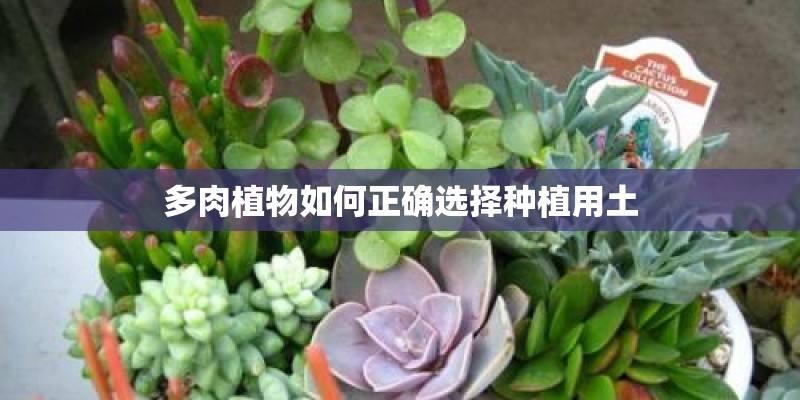 多肉植物如何正确选择种植用土
