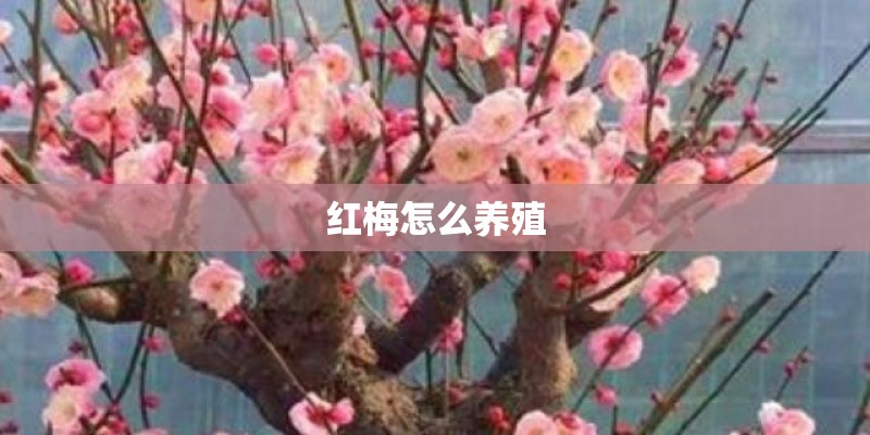 红梅怎么养殖