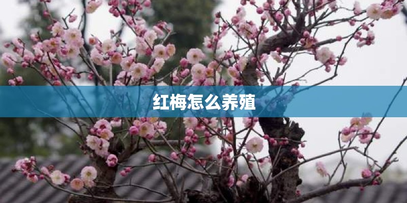红梅怎么养殖
