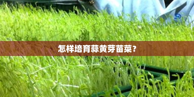 怎样培育蒜黄芽苗菜？