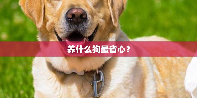 养什么狗最省心? 养什么狗最省心?