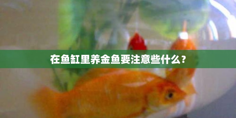 在鱼缸里养金鱼要注意些什么？