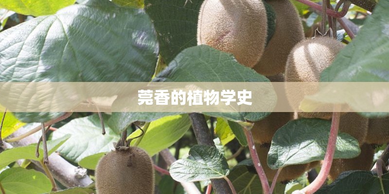 莞香的植物学史
