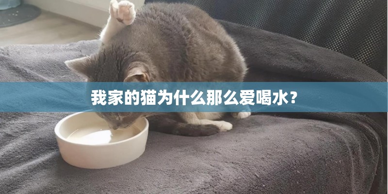 我家的猫为什么那么爱喝水？