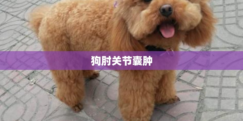 狗肘关节囊肿