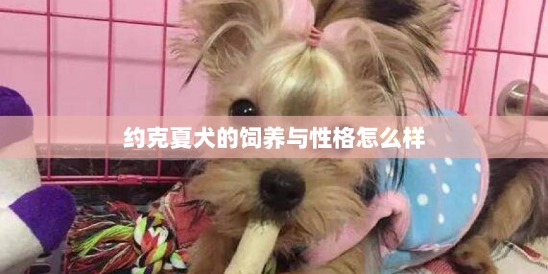 约克夏犬的饲养与性格怎么样