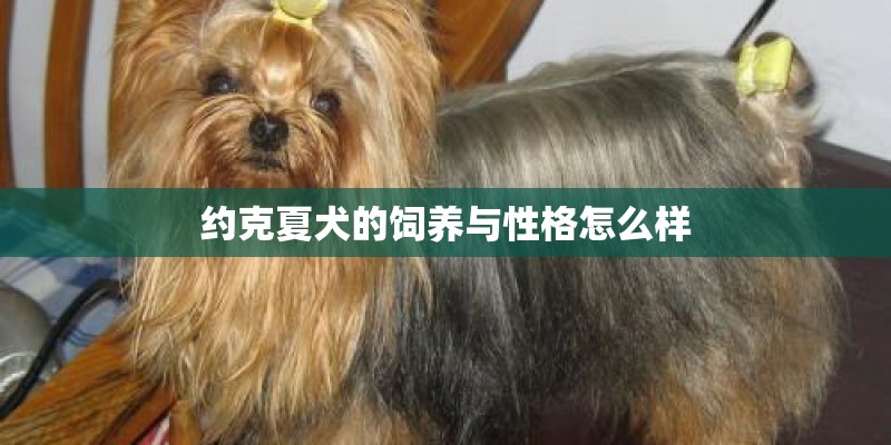 约克夏犬的饲养与性格怎么样