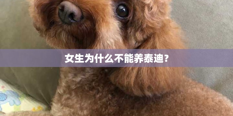 女生为什么不能养泰迪？