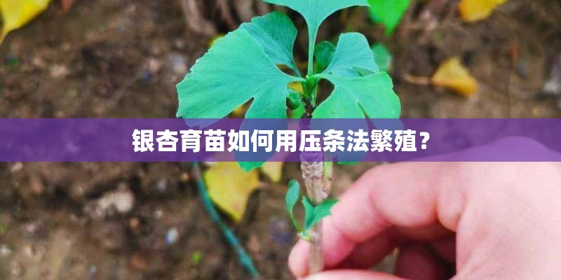 银杏育苗如何用压条法繁殖？