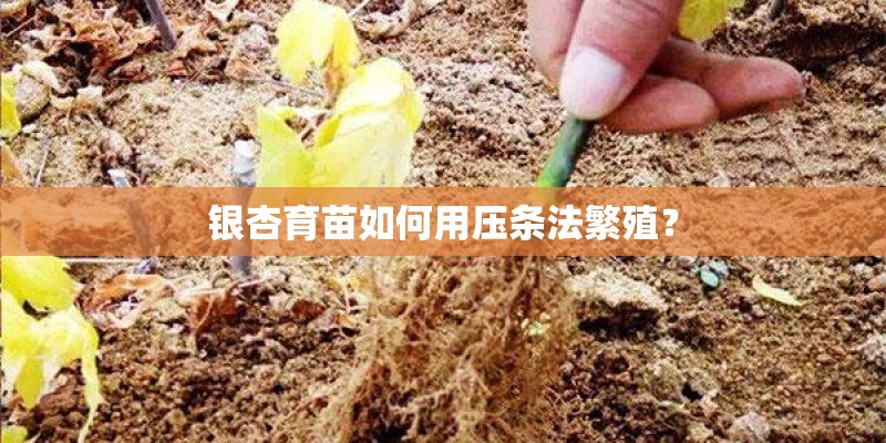 银杏育苗如何用压条法繁殖？