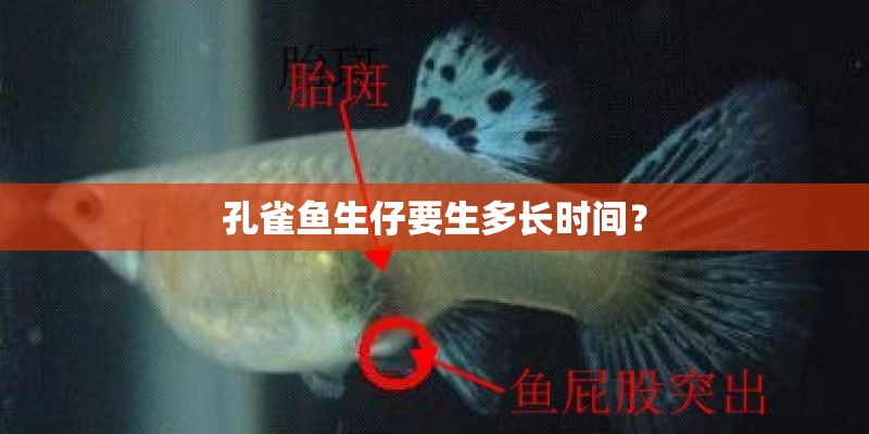 孔雀鱼生仔要生多长时间？