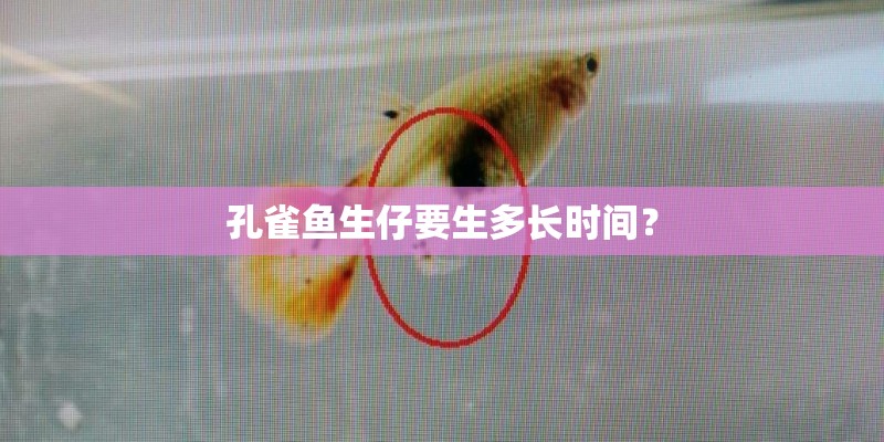 孔雀鱼生仔要生多长时间？