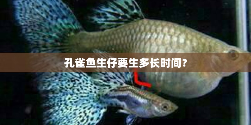 孔雀鱼生仔要生多长时间？