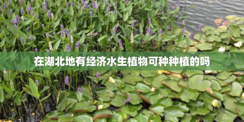 在湖北地有经济水生植物可种种植的吗
