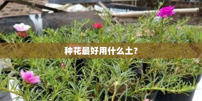 种花最好用什么土？