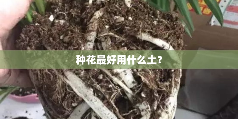 种花最好用什么土？