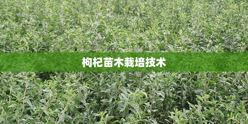 枸杞苗木栽培技术 枸杞苗木栽培技术