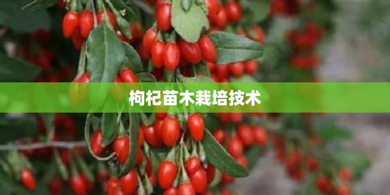 枸杞苗木栽培技术