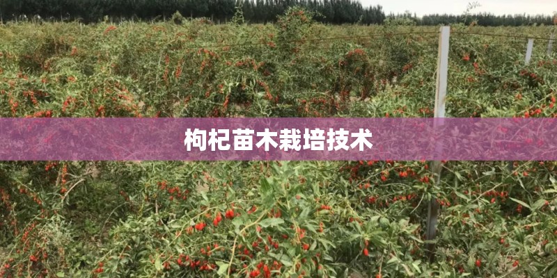 枸杞苗木栽培技术 枸杞苗木栽培技术