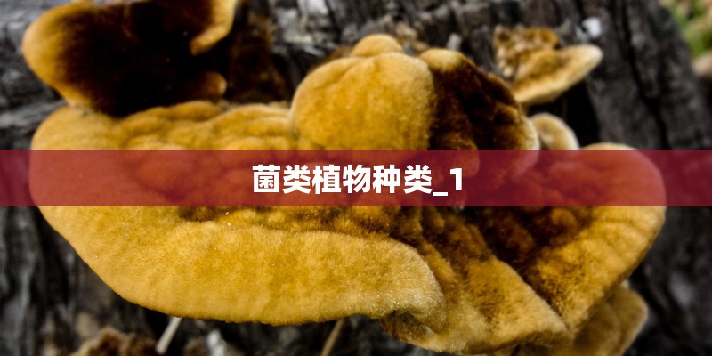 菌类植物种类_1
