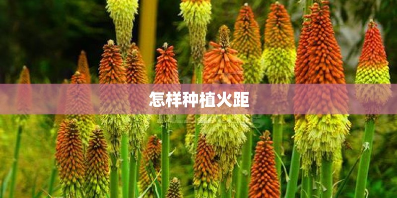 怎样种植火距