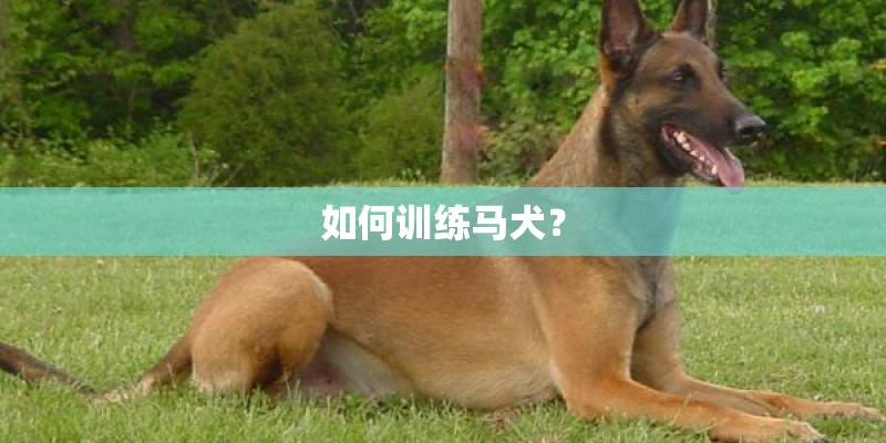 如何训练马犬？