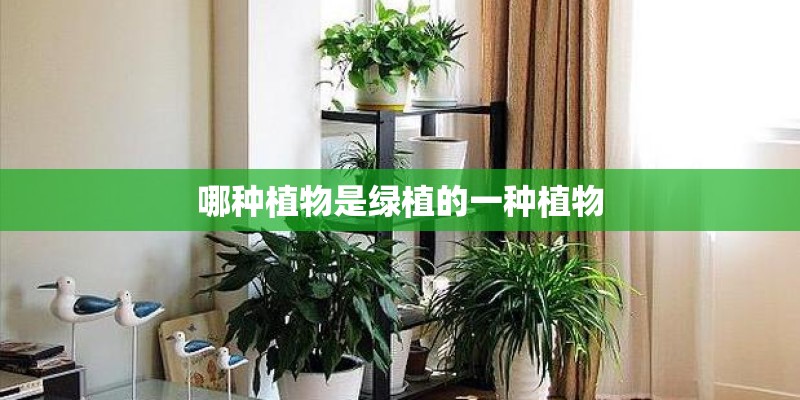哪种植物是绿植的一种植物