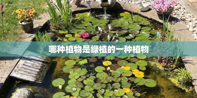哪种植物是绿植的一种植物