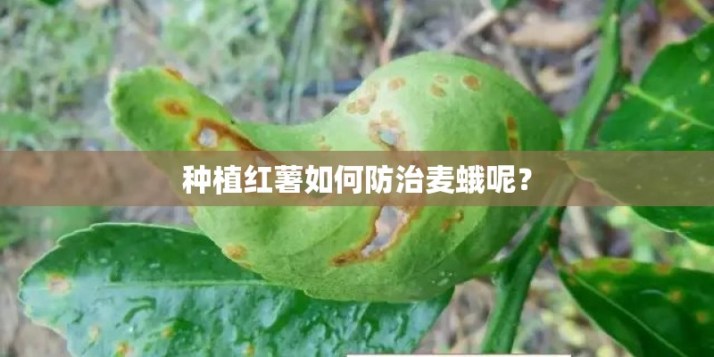 种植红薯如何防治麦蛾呢？